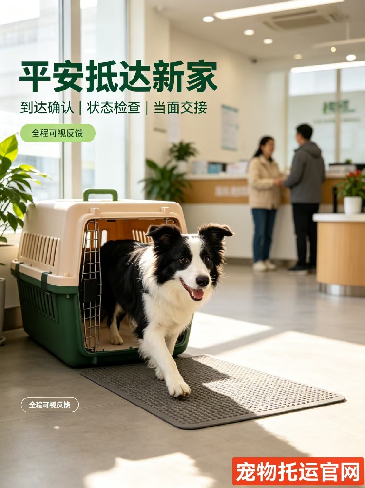 跨越山海，只为安稳奔赴：我的宠物托运归家记